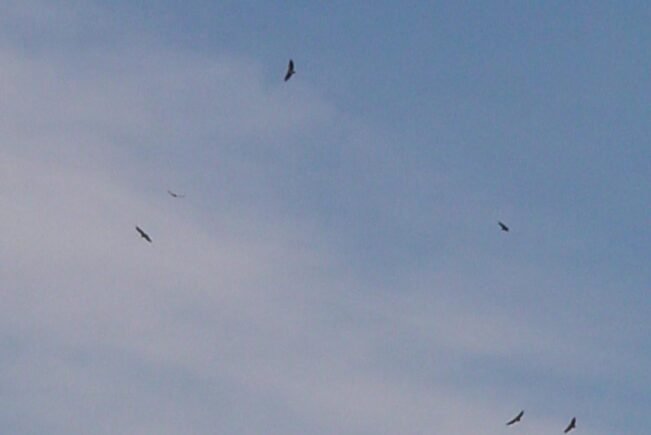 {{brizy_dc_image_alt imageSrc=