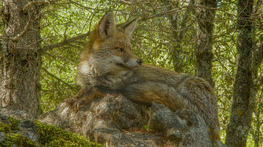 {{brizy_dc_image_alt imageSrc=