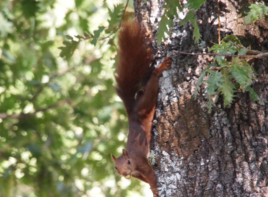 {{brizy_dc_image_alt imageSrc=