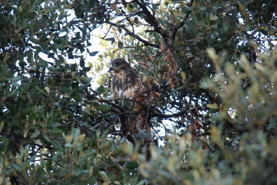 {{brizy_dc_image_alt imageSrc=