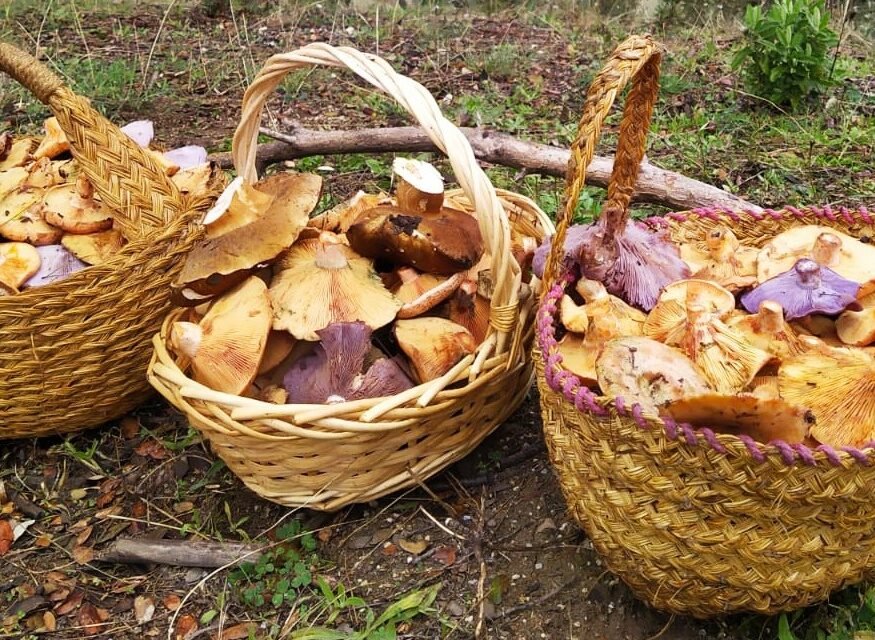 {{brizy_dc_image_alt imageSrc=