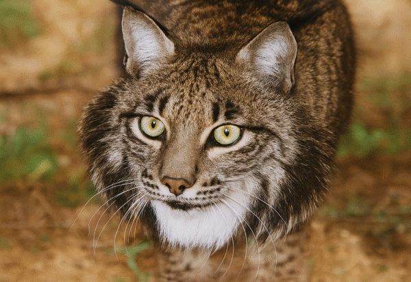 {{brizy_dc_image_alt entityId=