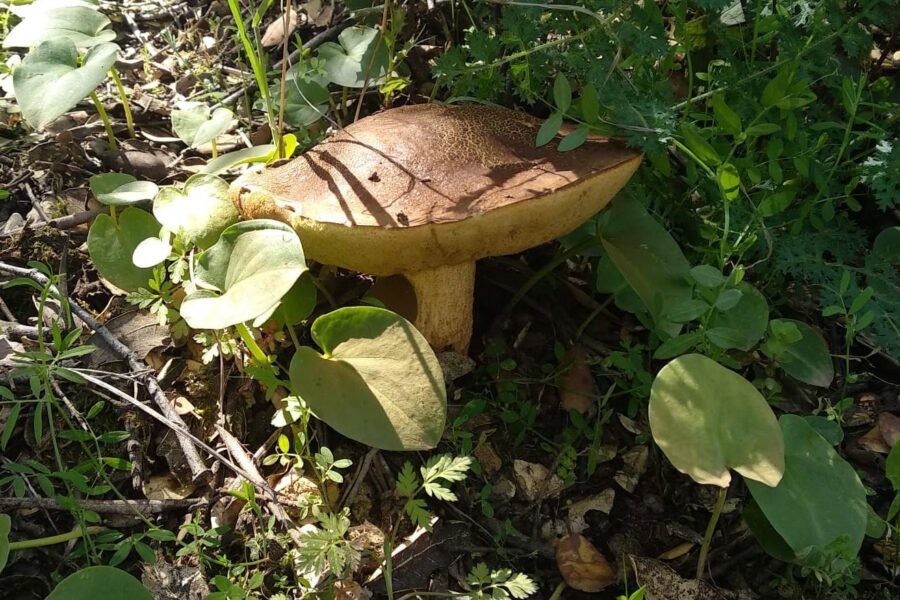 {{brizy_dc_image_alt imageSrc=