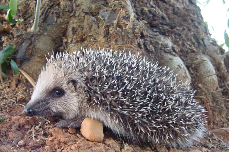 {{brizy_dc_image_alt imageSrc=